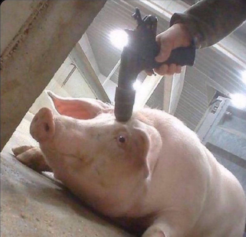 Executing innocent beings because “they taste good”