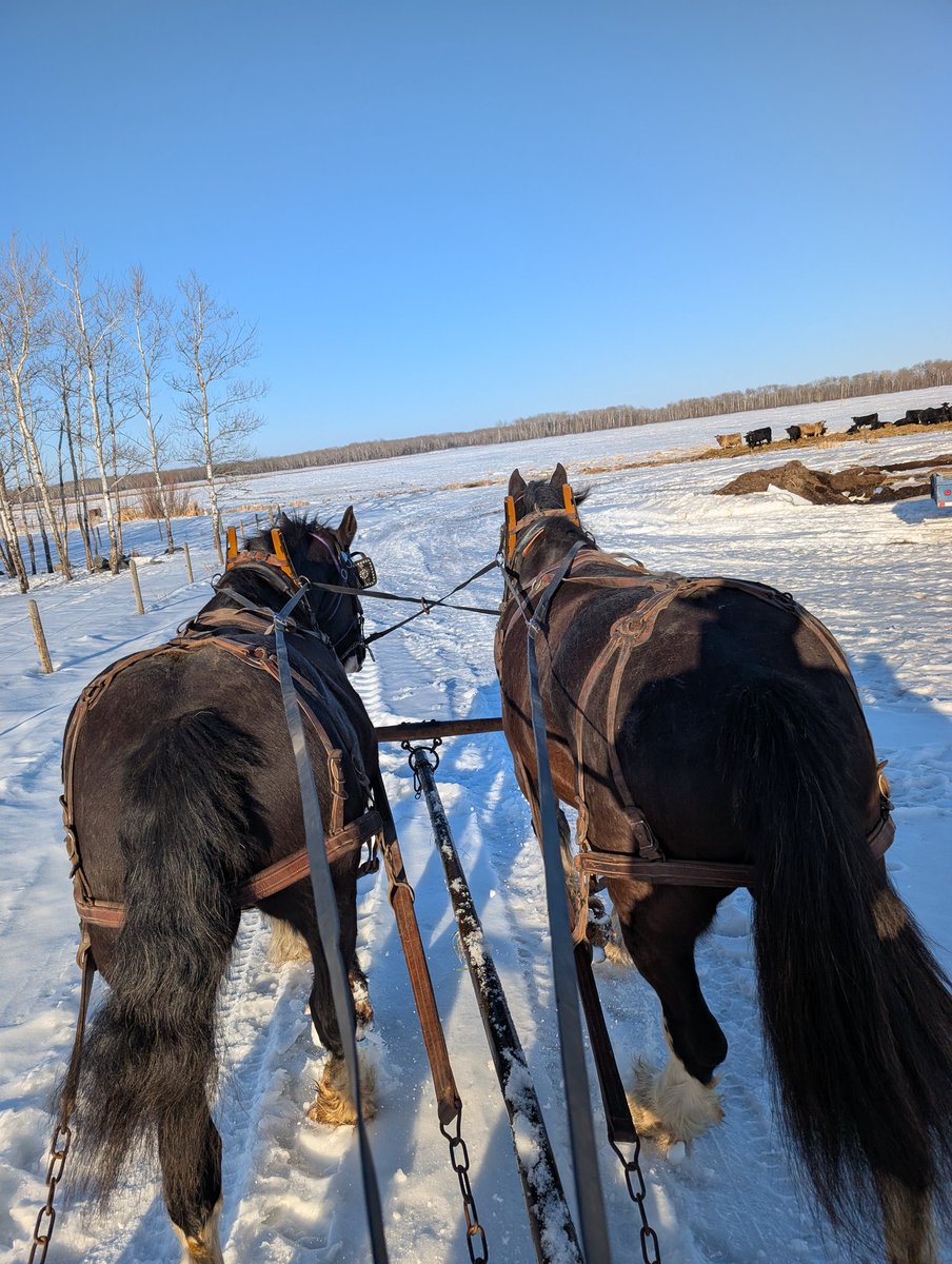 This winter I was passed down my Granddad's harness. It was purchased through the Eaton's catalog, not sure if the year. It all fit except the head stalls. #regenerative,#ranching,#familytradition.