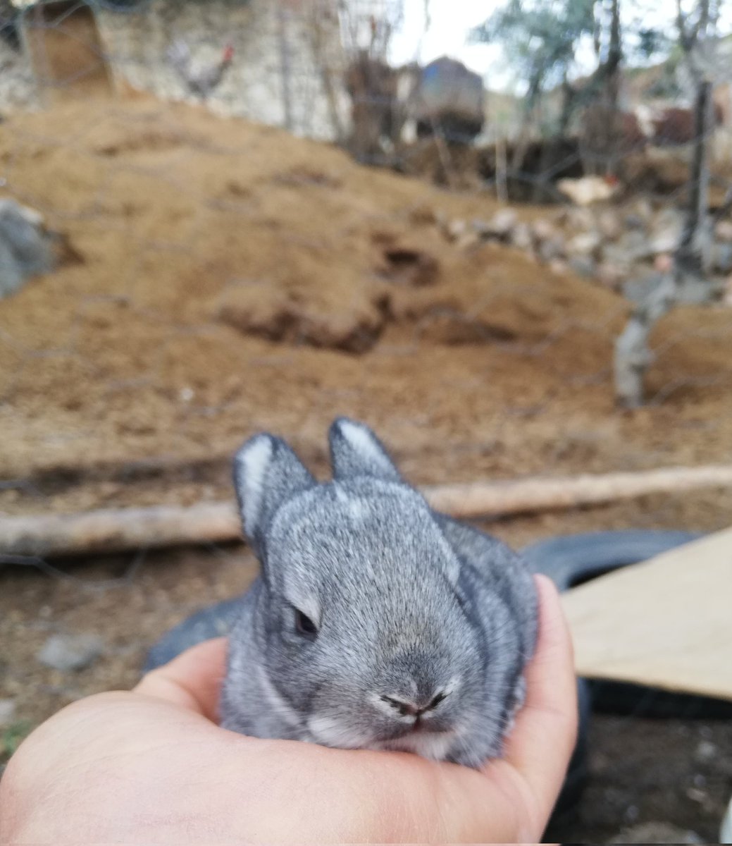 1seyyah_'s tweet photo. Bu yeni doğmuş miniklere isim aranıyor. 

(İkisi farklı tavşanlar, aynı değiller) https://t.co/VPNa7VaGZ4