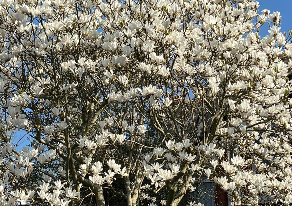 Great to see the magnolias in flower, these ones in Court Lane and Woodwarde Road.