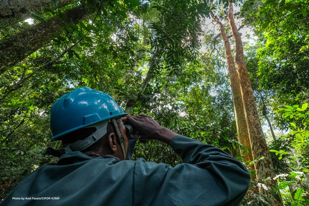 CIFOR-ICRAF (@cifor_icraf) on Twitter photo 🧵: Thread | Our work and that of our partners in the Yangambi Engagement Landscape has been featured in <a href="/NatGeo/">National Geographic</a>.
Researchers are working to better understand forests and carbon dynamics in the Congo Basin, one of the world's most vital yet understudied ecosystems. 🧵: Thread | Our work and that of our partners in the Yangambi Engagement Landscape has been featured in <a href="/NatGeo/">National Geographic</a>.
Researchers are working to better understand forests and carbon dynamics in the Congo Basin, one of the world's most vital yet understudied ecosystems.