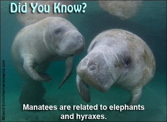 Celebrate #ManateeAppreciationDay by sending a manatee e-card! Check them out now at savethemanatee.org/ecards