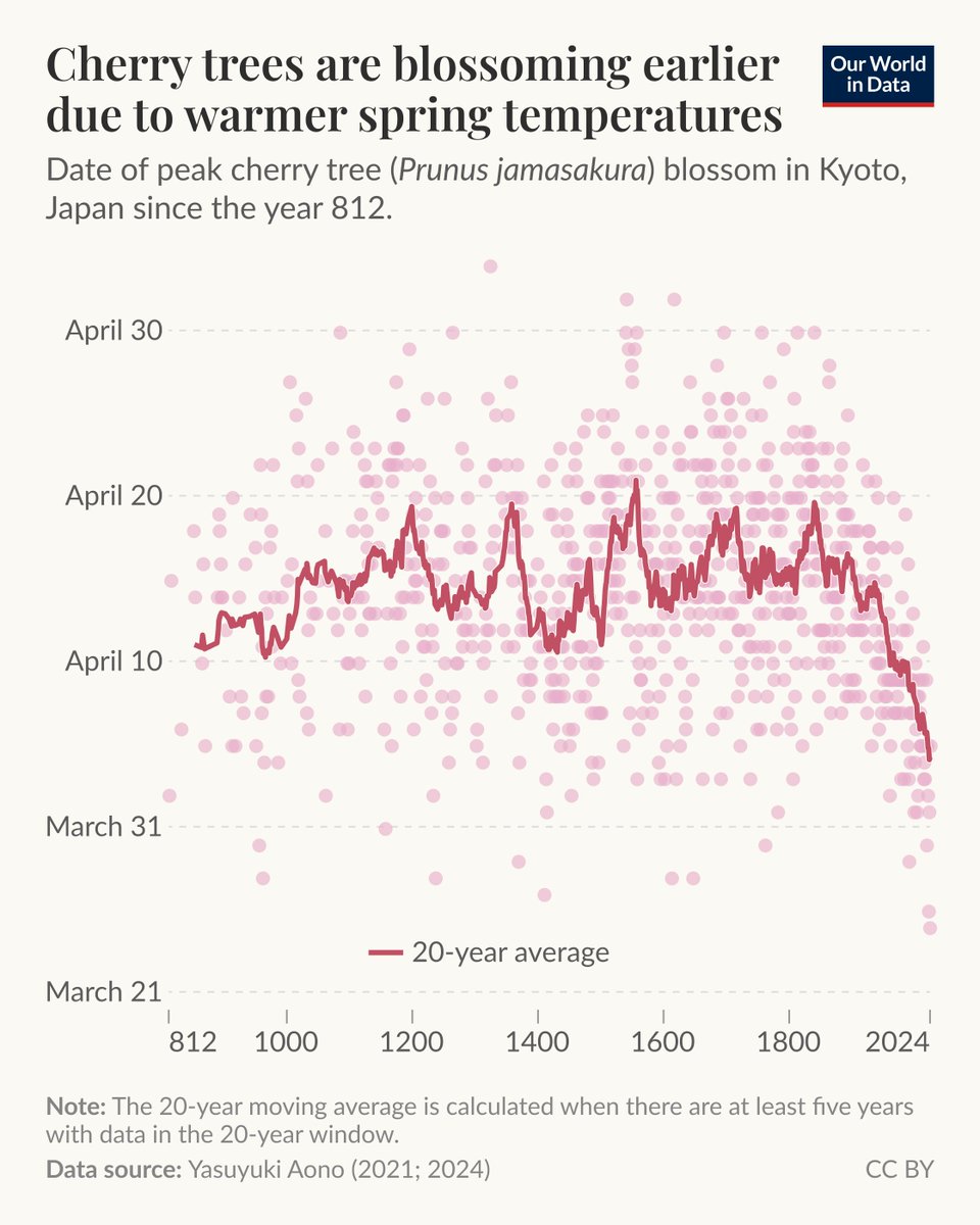 Rising global temperatures can influence the timing of events, such as when crops are ready to plant and harvest and when flowers and trees bloom.

One example is the timing of the peak cherry tree blossom in Kyoto, Japan, where records stretch back to the ninth century — that’s