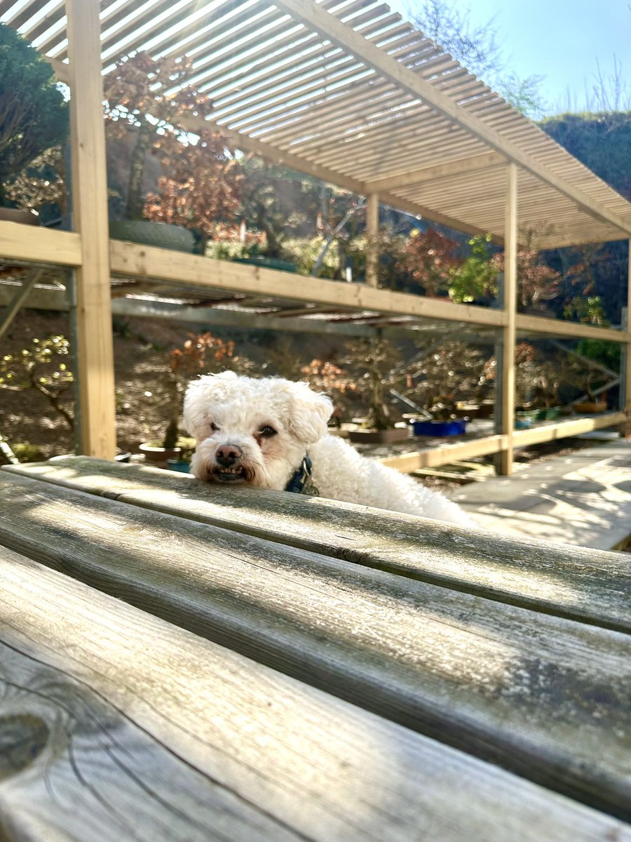 Now that the weather is on the up, the team like to enjoy their lunch in our beautiful outdoor area and Pogo did not want Amber to eat alone (he definitely wasn’t hoping she’d share)🐶🐾 #bonsai #bonsaidirect #bonsaitrees #nature #plants #trees #spring #dog #lunchtime