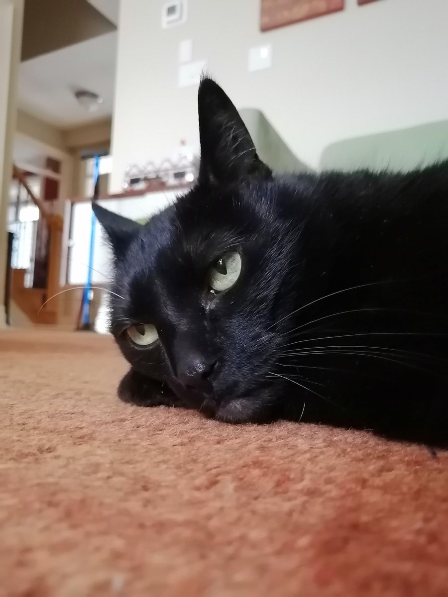 The face of a cat who cannot be trusted to *not swat* the dog that she was cuddled up to the other day! 😾