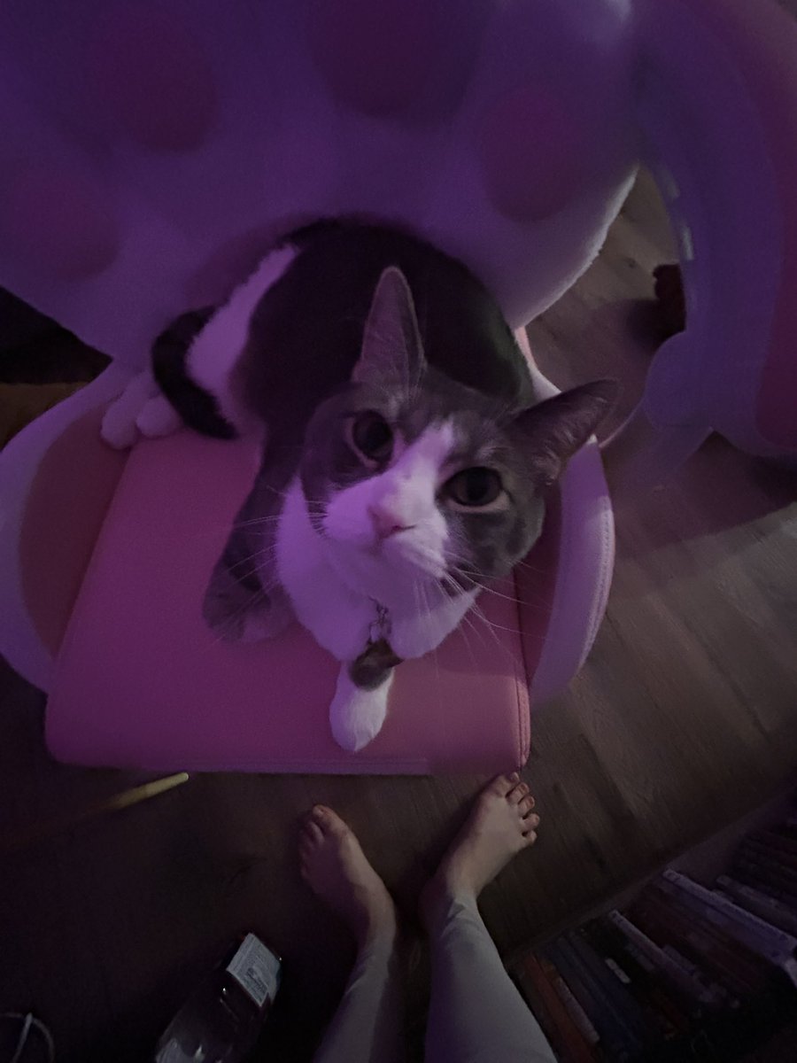 brenarave's tweet photo. Rq..I was trying to take a cute picture of my cat. My steppers are always doing some crazy shit but this is absolutely disgraceful https://t.co/WWKXlg1HZ5