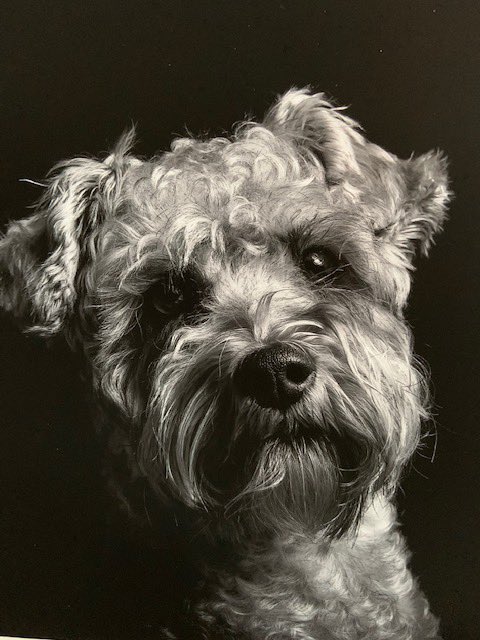RonnieHotdogSchnoodle supporting Schnauzerfest tweet media