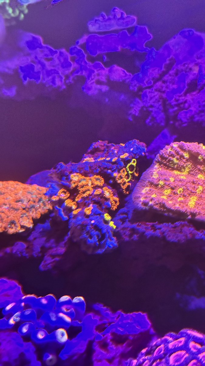 piro0218's tweet photo. 今の本命は海水魚と珊瑚🪸
昔も育ててたけど子育て期間は辞めてた🤭海水魚再始動🐟 https://t.co/5T9bVrwuu9