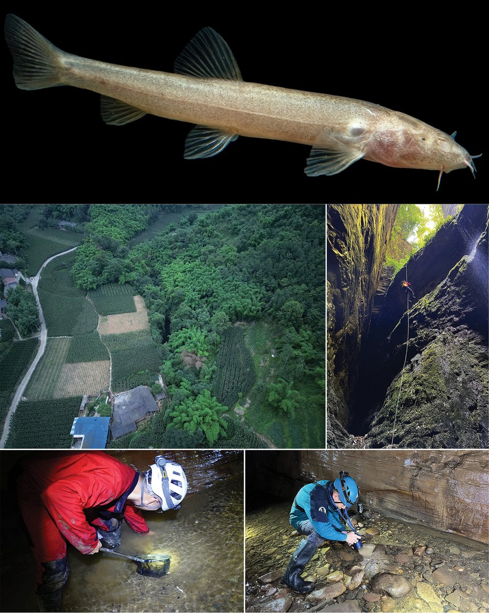 FishInTheNews's tweet photo. #NewSpeciesAlert - 𝐶𝑙𝑎𝑒𝑎 𝑠𝑐𝑒𝑡, a new species of cave-dwelling loach is described from a subterranean river in a cave connected to the Yangtze River in Shawan District, Leshan City, Sichuan Province, southern China. #CaveFish #BlindFish #Loaches
🔓 https://t.co/8gcPOnmIpU https://t.co/svW5g8KeIX