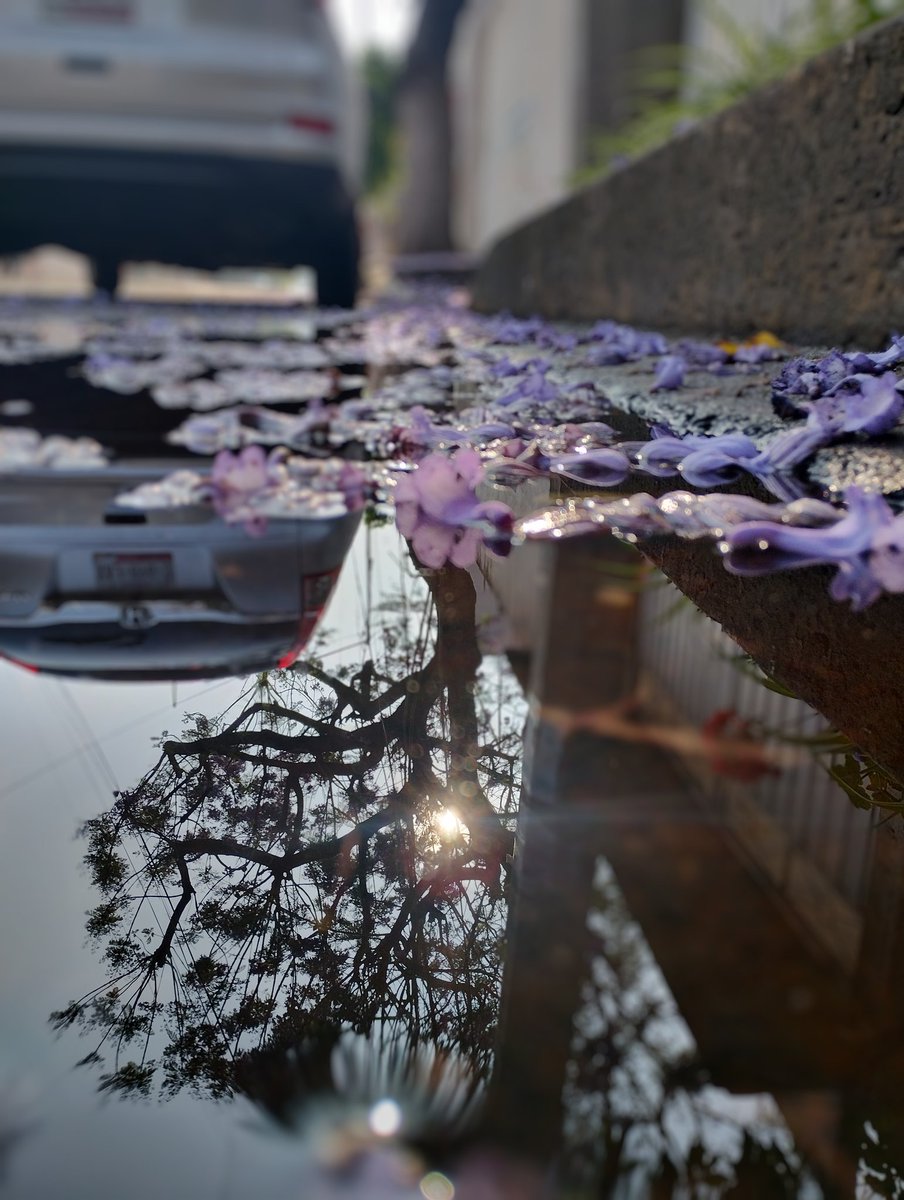 4iluj's tweet photo. Charco reflejo jacaranda y sol https://t.co/DCMOiqaUSQ