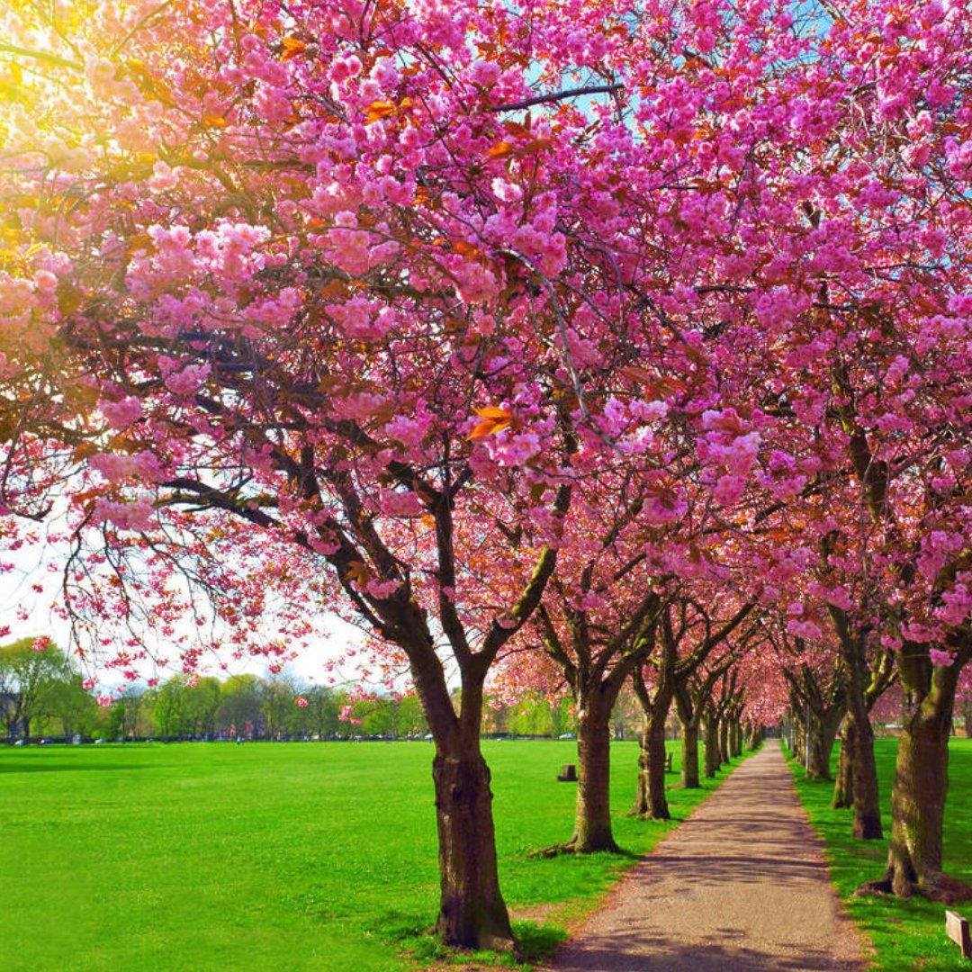 𝑺𝒑𝒓𝒊𝒏𝒈 𝒊𝒔 𝒊𝒏 𝒕𝒉𝒆 𝒂𝒊𝒓, 𝒂𝒏𝒅 𝒕𝒉𝒆𝒓𝒆’𝒔 𝒏𝒐 𝒃𝒆𝒕𝒕𝒆𝒓 𝒕𝒊𝒎𝒆 𝒕𝒐 𝒆𝒙𝒑𝒍𝒐𝒓𝒆 𝑬𝒅𝒊𝒏𝒃𝒖𝒓𝒈𝒉 𝒕𝒉𝒊𝒔 𝑬𝒂𝒔𝒕𝒆𝒓 🌸 

The city is bursting with things to see and do this Easter break!

Book your Easter escape with us now 👉 link in bio