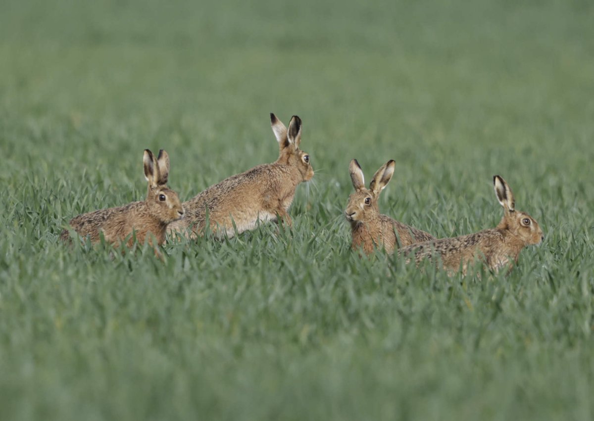 David Bailey (@davidbaileywild) on Twitter photo My idea of heaven #hares <a href="/theAliceRoberts/">Prof Alice Robertsπ</a> <a href="/vickimichelle/">Vicki Michelle MBE π</a> <a href="/PeterEgan6/">Peter Egan</a> <a href="/DorsetWildlife/">Dorset Wildlife Trust</a> <a href="/marcthevet/">Dr Marc Abraham OBE</a> <a href="/APPGTrophyHunt/">APPG on Banning Trophy Hunting</a> <a href="/beaverafanc/">Welsh Beaver Project</a> <a href="/Welshsquirrels/">Dr Craig Shuttleworth</a> <a href="/DrKathWalker/">Katharine Walker</a> <a href="/PinemartensUK/">Stuart Edmunds</a> <a href="/newsynicola/">Nicola Goodwin ποΈπΊππββοΈπ</a> <a href="/Ruth_ITV/">Ruth_TV</a> <a href="/springmeister/">jenny seagrove πππ</a> <a href="/RedSquirrelsinW/">Red Squirrels Wales</a> My idea of heaven #hares <a href="/theAliceRoberts/">Prof Alice Robertsπ</a> <a href="/vickimichelle/">Vicki Michelle MBE π</a> <a href="/PeterEgan6/">Peter Egan</a> <a href="/DorsetWildlife/">Dorset Wildlife Trust</a> <a href="/marcthevet/">Dr Marc Abraham OBE</a> <a href="/APPGTrophyHunt/">APPG on Banning Trophy Hunting</a> <a href="/beaverafanc/">Welsh Beaver Project</a> <a href="/Welshsquirrels/">Dr Craig Shuttleworth</a> <a href="/DrKathWalker/">Katharine Walker</a> <a href="/PinemartensUK/">Stuart Edmunds</a> <a href="/newsynicola/">Nicola Goodwin ποΈπΊππββοΈπ</a> <a href="/Ruth_ITV/">Ruth_TV</a> <a href="/springmeister/">jenny seagrove πππ</a> <a href="/RedSquirrelsinW/">Red Squirrels Wales</a>