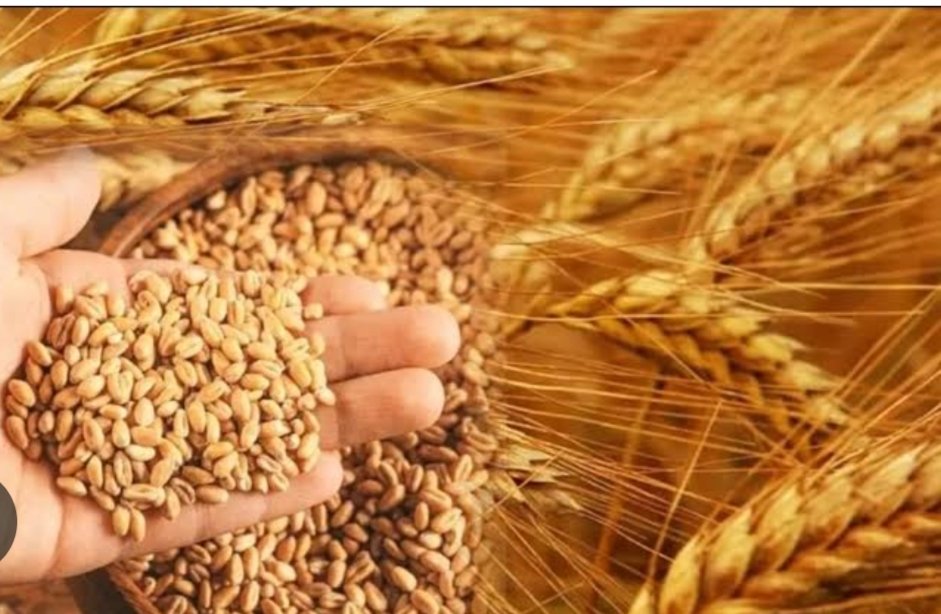 गेहूं, विश्व की प्रमुख खाद्यान्न फसल है जिसकी खेती विश्व भर में की जाती है। विश्व भर में, भोजन के लिए उगाई जाने वाली अन्य फसलों मे मक्का के बाद गेहूं दूसरी सबसे ज्यादा उगाई जाने वाली फसल है, धान का स्थान गेहूं के ठीक बाद तीसरे स्थान पर आता है।