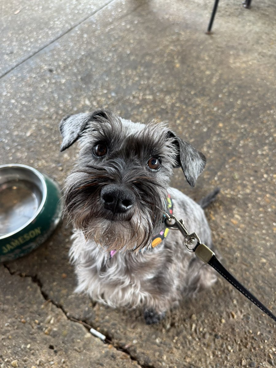 lungareaux's tweet image. Took the Birthday Boy on walkies to Cafe Navarre for breakfast this morning 🥰 #FriarGus #nolatwitter