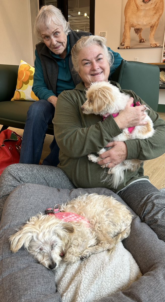 Muttville's tweet image. Muttville #SeniorDogs finding homes, thank you, wonderful #adopters💞KIT &amp;amp; ELECTRA to Vallejo! TRIUMPH with new dad, Kevin, moving to Washington, D.C.