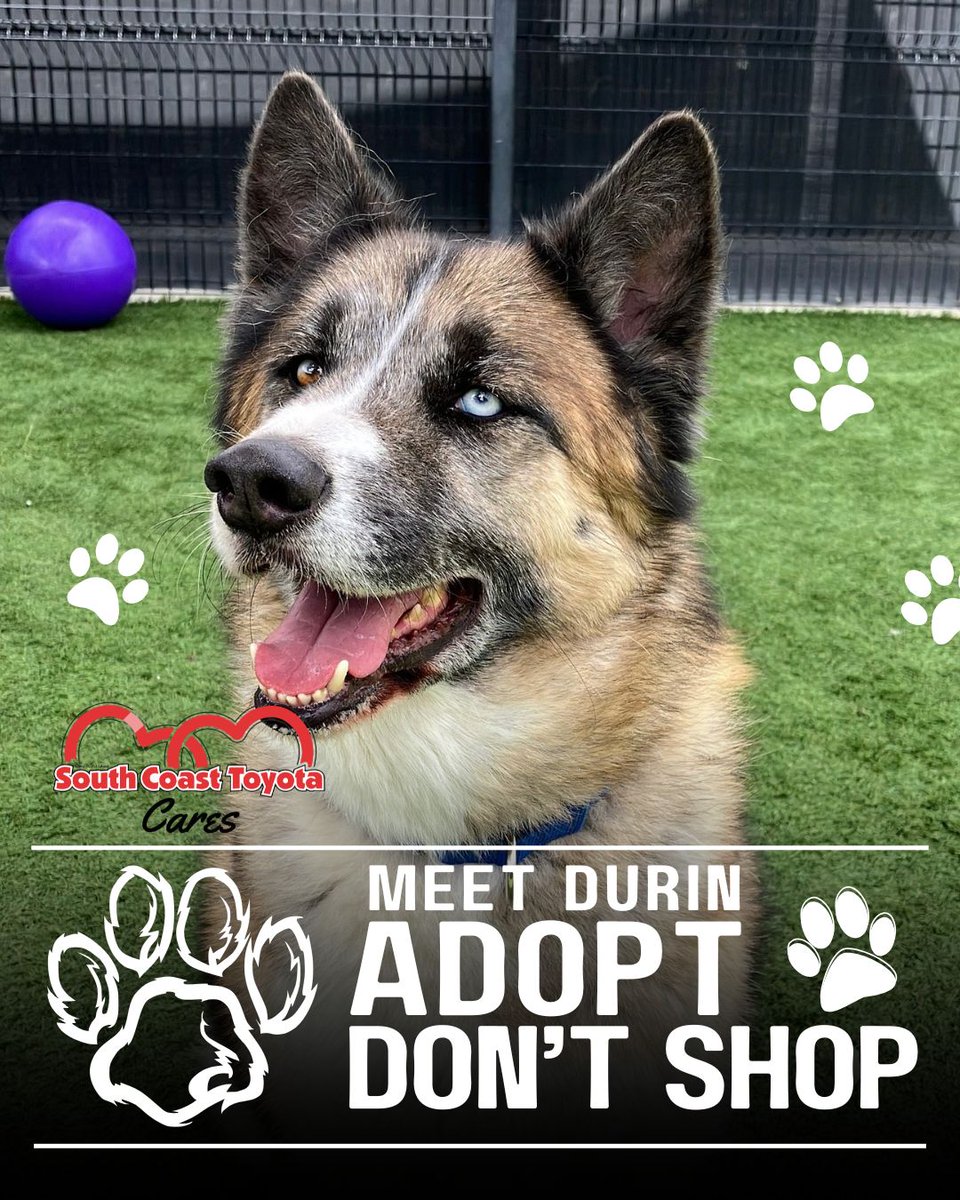 SouthCoastT's tweet image. Meet Durin (A1895098) – a pro at funny faces, snuggles, and stealing hearts! 🐶❤️ 

This lovable pup is easygoing, affectionate, and always ready to make you smile. 

Visit @ocanimalcare and give him the forever home he deserves! 🏡🐾

#pawrentsearch #adoptdontshop #ocanimalcare