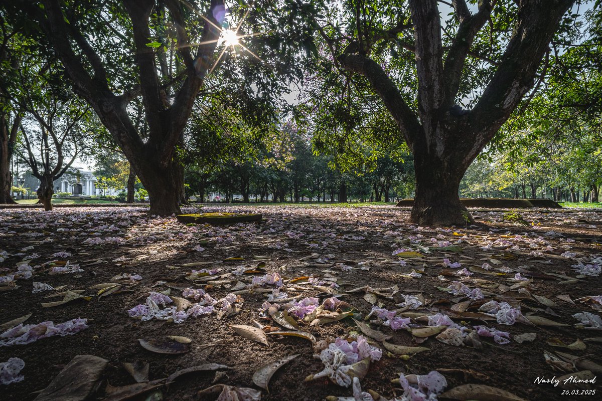 nazly's tweet photo. It's that time of the year! 🌸

📍 Colombo, #lka 🇱🇰 https://t.co/9c9OZ0XkZi