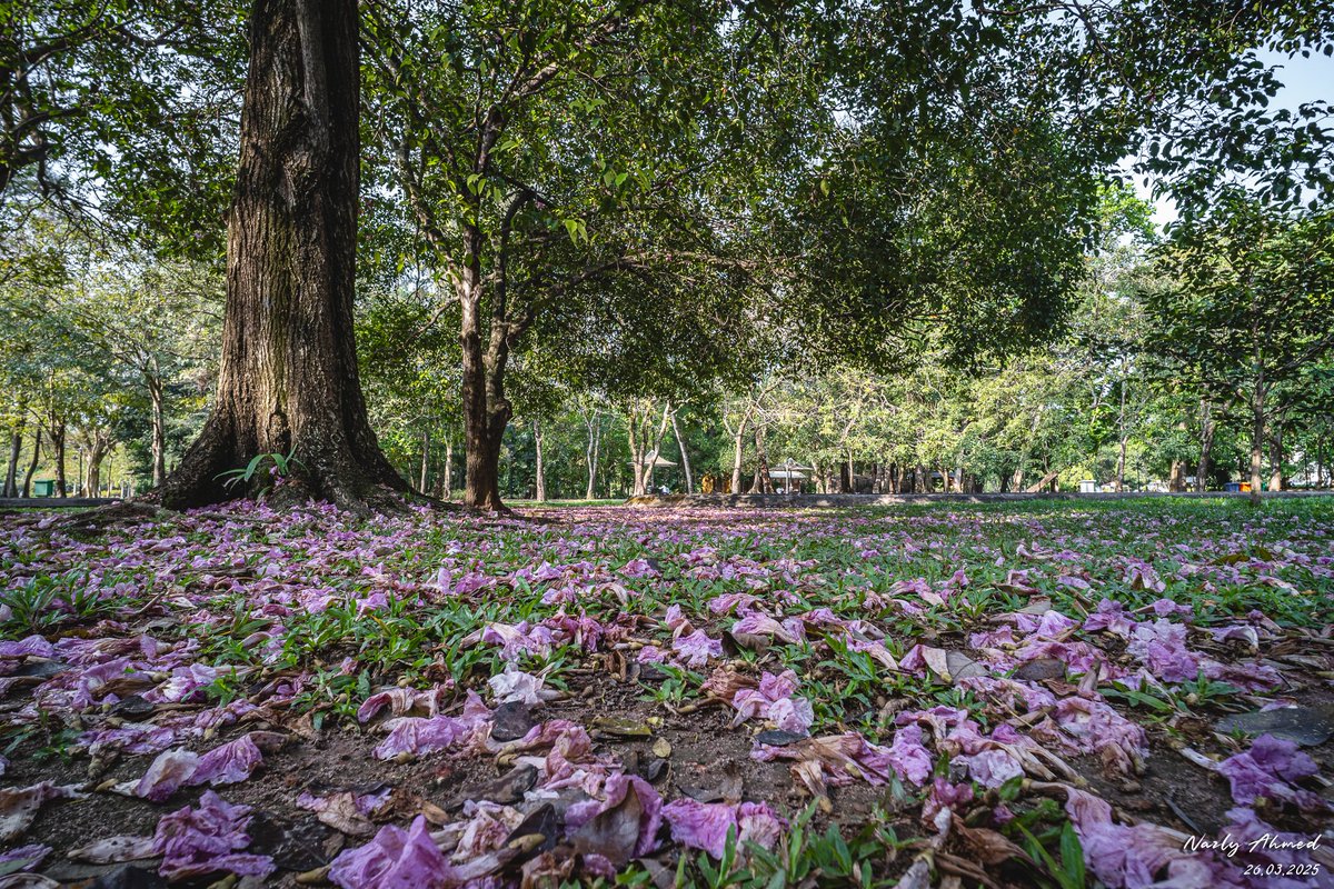 It's that time of the year! 🌸

📍 Colombo, #lka 🇱🇰