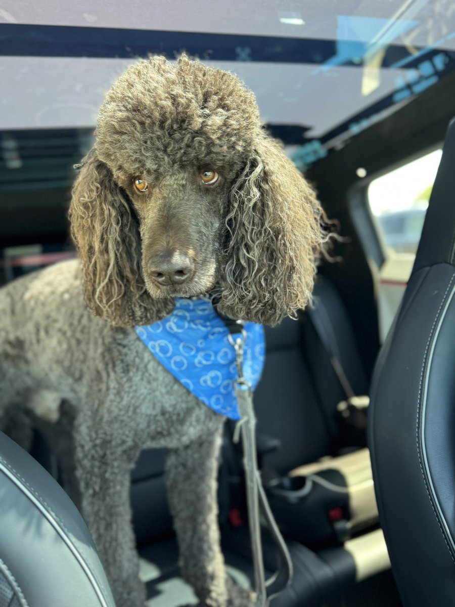 Cyberpup mode for the win!!