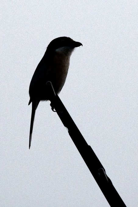 シルエットクイズー!
みたいな写真が撮れた 