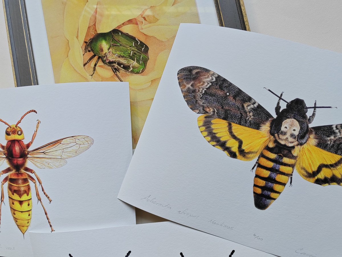 New limited edition prints available at carimnahaboo.com