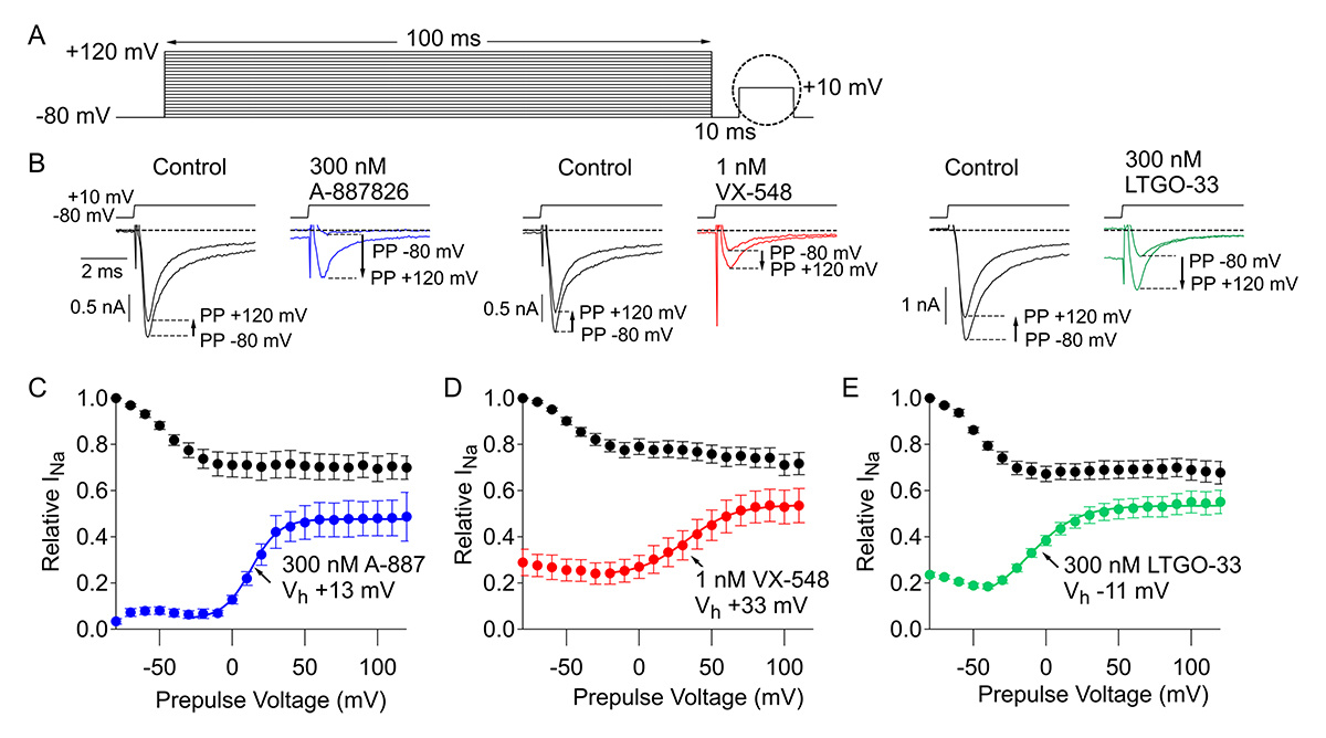 Journal of General Physiology (@jgenphysiol) on Twitter photo Sooyeon Jo et al from the Bean Lab <a href="/harvardbrainsci/">HarvardBrainScience</a> use the Nav1.8 inhibitors suzetrigine, A-887826, & LTGO-33 to show differences in the kinetics with which the compounds unbind from depolarized channels and rebind to resting state channels. hubs.la/Q03dw0Ws0
#IonChannels Sooyeon Jo et al from the Bean Lab <a href="/harvardbrainsci/">HarvardBrainScience</a> use the Nav1.8 inhibitors suzetrigine, A-887826, & LTGO-33 to show differences in the kinetics with which the compounds unbind from depolarized channels and rebind to resting state channels. hubs.la/Q03dw0Ws0
#IonChannels