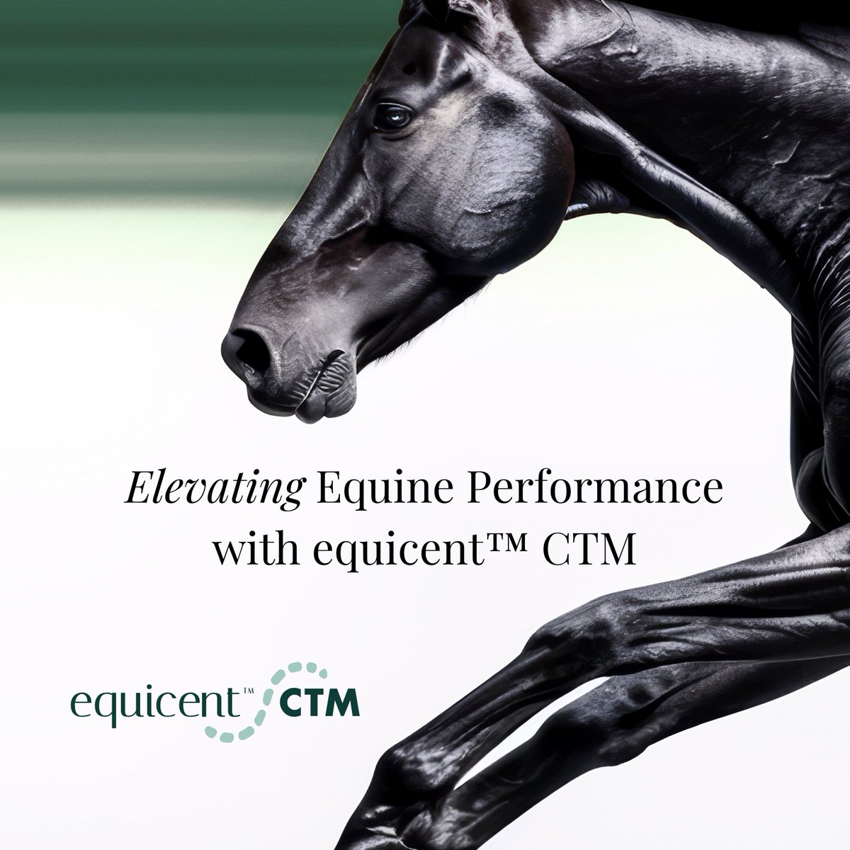 Introducing equicent™ – Supporting Equine Mobility Developed by equine enthusiasts, equicent™ CTM utilizes Wharton’s jelly from fetal umbilical cord tissue as a connective tissue supplement.