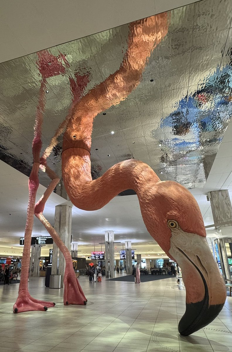LauraRosenbergerMD (@rosenbergermd) on Twitter photo Hello, <a href="/CityofTampa/">City of Tampa</a> <a href="/FlyTPA/">Tampa International Airport ✈️</a>! 💗 your 🦩! So excited for <a href="/SocSurgOnc/">Society of Surgical Oncology</a> #SSO2025! 🧬🔬🔪 I see 🏀<a href="/MarchMadnessWBB/">NCAA March Madness</a> will be here soon too! Looking at you, <a href="/DukeWBB/">Duke Women’s Basketball</a>! Hello, <a href="/CityofTampa/">City of Tampa</a> <a href="/FlyTPA/">Tampa International Airport ✈️</a>! 💗 your 🦩! So excited for <a href="/SocSurgOnc/">Society of Surgical Oncology</a> #SSO2025! 🧬🔬🔪 I see 🏀<a href="/MarchMadnessWBB/">NCAA March Madness</a> will be here soon too! Looking at you, <a href="/DukeWBB/">Duke Women’s Basketball</a>!