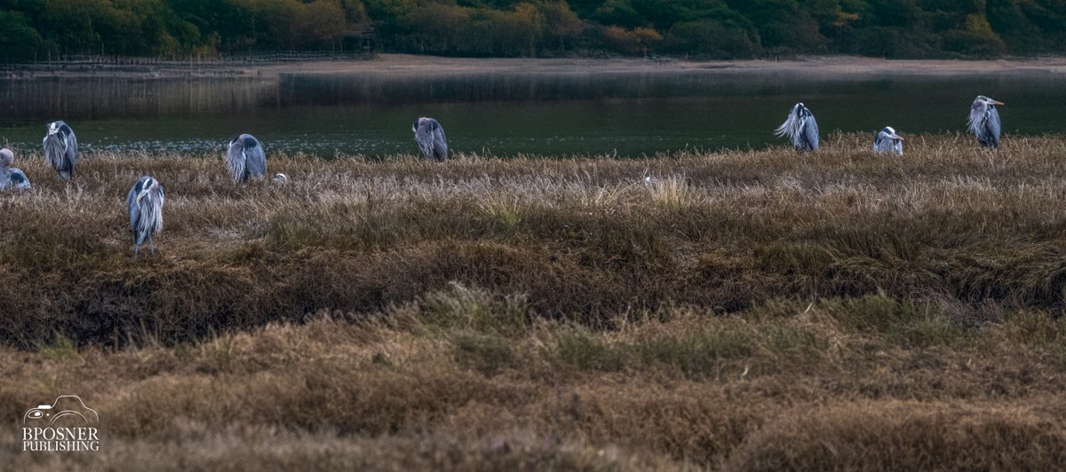 bposnerimages's tweet photo. @RCederfjard found a farm that grows Great Blue Herons ;) https://t.co/4JM8u61GNZ