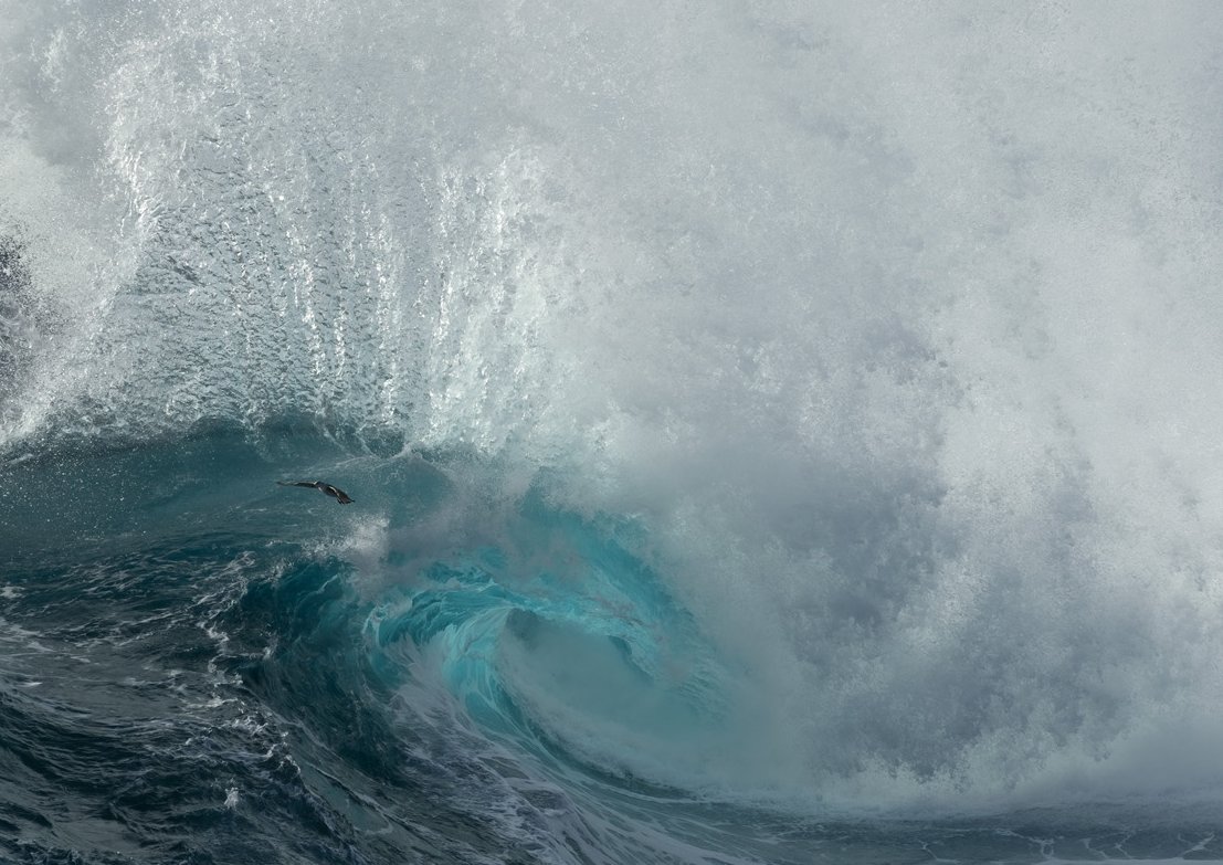 Mark Dobson | Wild Seascapes tweet media