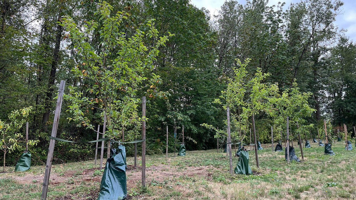BCIT has planted a new orchard near Guichon Creek on the Burnaby Campus, featuring over 20 fruit trees, including apples, Asian pears, plums, and cherries. This initiative enhances campus biodiversity and provides a habitat for pollinators. 
 
#BCIT #BCITCPF