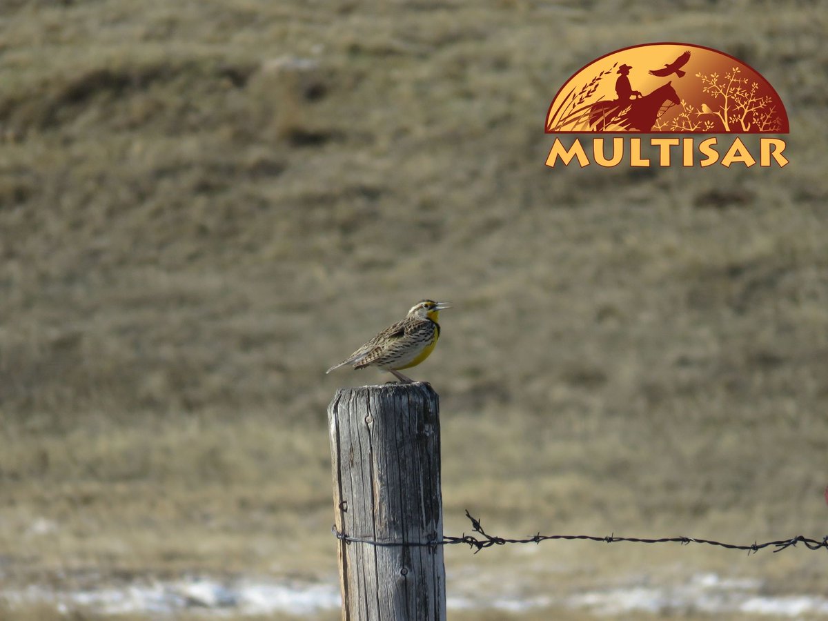One of southern Alberta's most iconic voices is returning - the western meadowlark! With their bright yellow chests and flutelike song, these grassland songbirds fill the air with music, marking the arrival of spring. Keep an eye out for them as they arrive back in #Alberta.