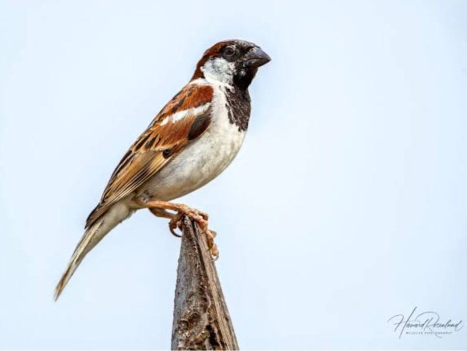 Old World sparrows are a group of small passerine birds forming the family Passeridae. They are also known as true sparrows, a name also used for a particular genus of the family, Passer.