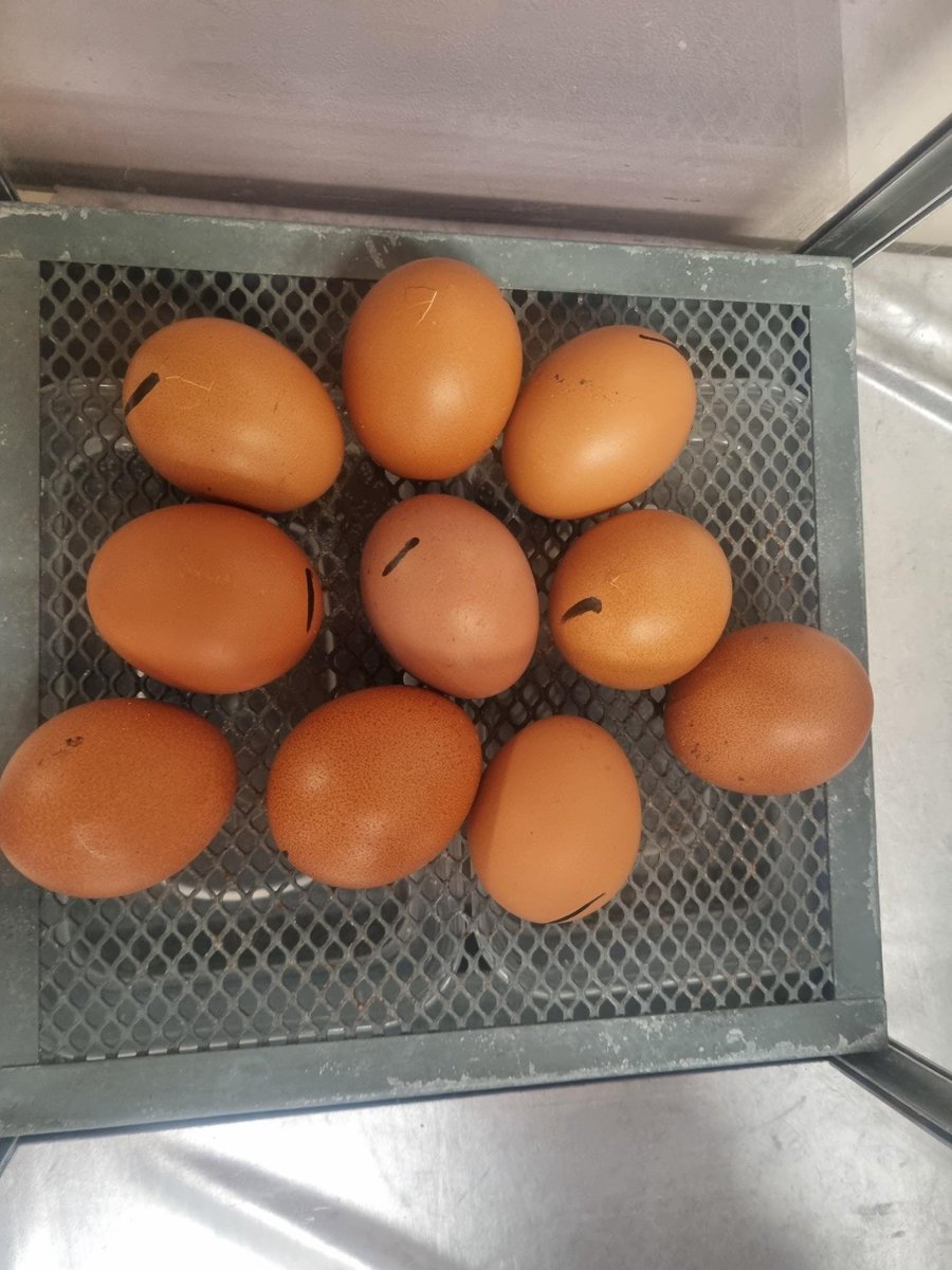 Cracks starting to appear in some eggs. Hopefully we might have a chick or two by the morning.