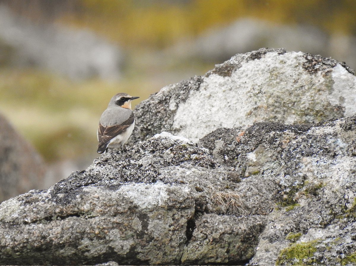 Four Wheatear in the Cadover area - my first of the year on Dartmoor. Also 60 Golden Plover over Trowlesworthy Tors, a single Sand Martin, 3 Chiffchaff, 3 Reed Bunting, Green Woodpecker and the usuals #patchbirding #birding #ukbirding #birds