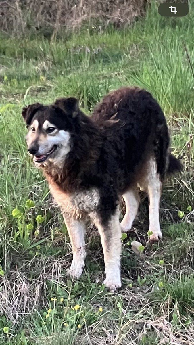 PrevotCecile's tweet image. Il a fallu 6 mois pour qu’elle se laisse caresser - Pauvre misère! Cette chienne vit derrière chez moi dans les bois. Chaque jour, je la nourris ainsi que quelques voisins. Et je ne manque pas le RV quotidien promenade. Je l’ai nommée Fika ❤️. #Chien