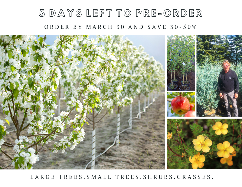🌳5 Days Left to Pre-Order Your Trees - *countrysidetreefarms.com/product-catego…*