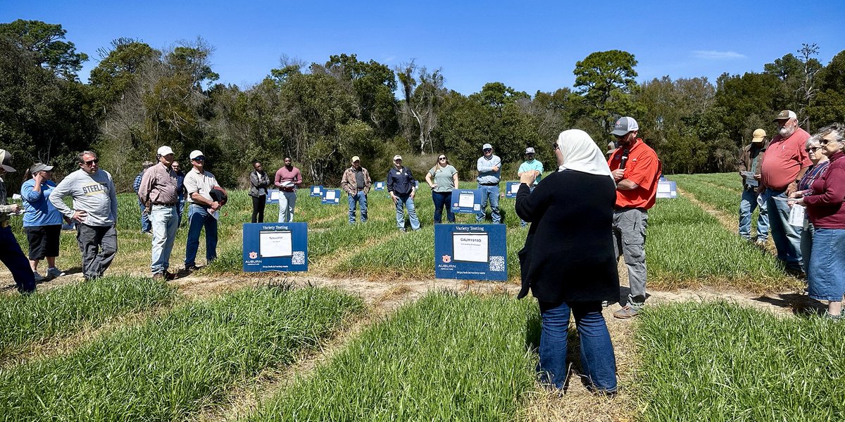 Field Days are underway! 🌾

The Gulf Coast Research Center Forages Field Day took place earlier this month and showcased the Auburn University Experiment Station's variety trial testing program which was presented by Leanne Dillard and Henry Jordan.
