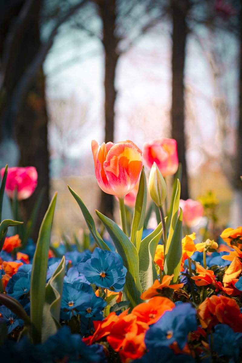 1Nature_Addict's tweet photo. “A flower blossoms for its own joy." ~ Oscar Wilde 🌷 https://t.co/nOU3oHw2vH