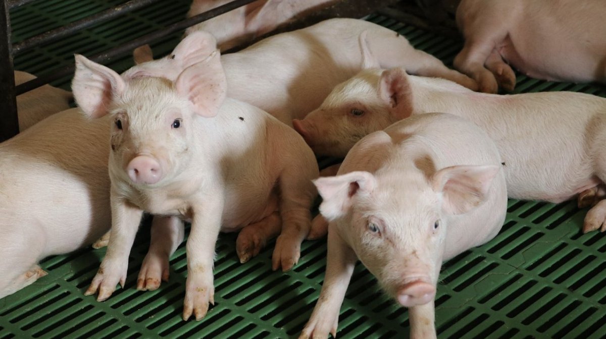 Moeser says it’s crucial for pork producers to consider the age of weaning, genetic background, and castration when developing strategies to enhance health and productivity in pigs. Learn more from <a href="/NHF_Magazine/">NationalHogFarmer</a> here: hubs.la/Q03cNDYV0