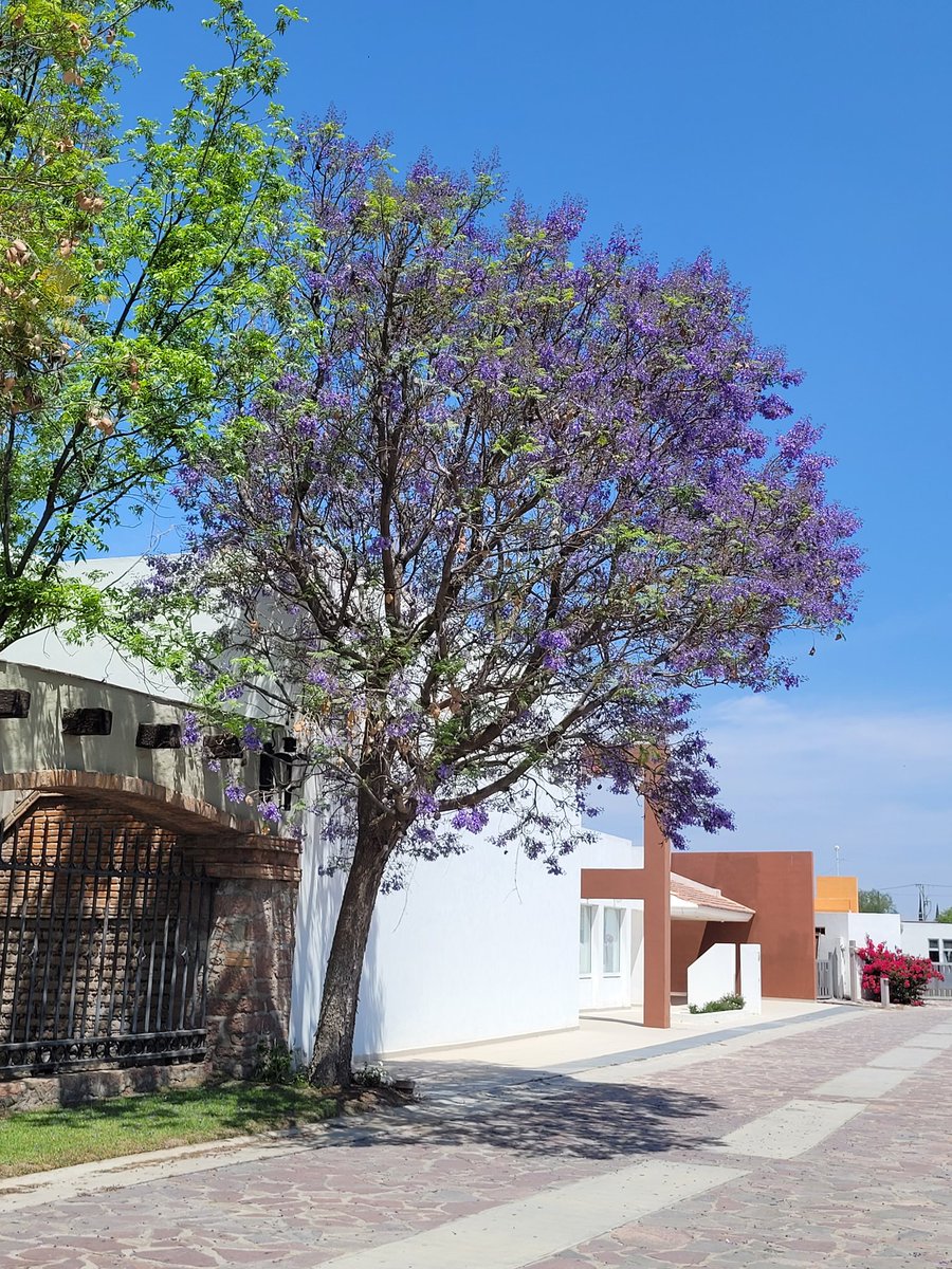 Aquí mi Jacaranda no x dinero sino xq me fascinan. Desde algún lugar del caluroso SLP.  #JacarandaAzteca, <a href="/RicardoBSalinas/">Don Ricardo Salinas Pliego</a>, <a href="/JorgeNikaido/">jorge nikaido</a>