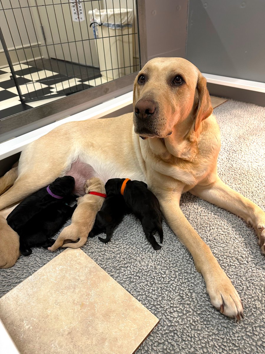 The CPL family has grown once again! Fritzi welcomed her third litter to the world on Saturday, 3 males and 3 females. Fritzi and her puppies are happy and healthy, and Fritzi is one proud mom! Please join us in welcoming the newest members of the CPL family!
