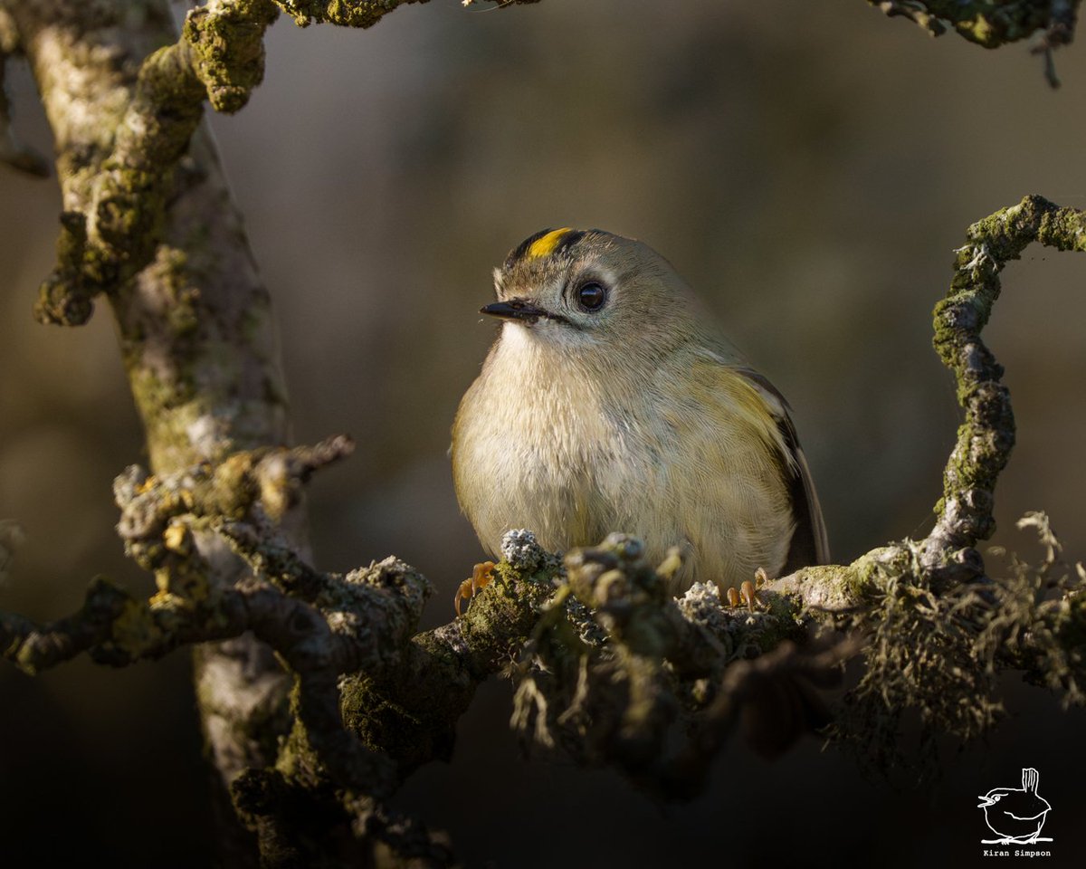 Kiran Simpson (@kiransimpson) on Twitter photo Crowned in gold and framed by nature!! ππ€© Our beautiful, tiniest ball of feathers,The afternoon sun brought me such fun, spotlighting this hawthorn tree and Goldcrest. π€ Crowned in gold and framed by nature!! ππ€© Our beautiful, tiniest ball of feathers,The afternoon sun brought me such fun, spotlighting this hawthorn tree and Goldcrest. π€