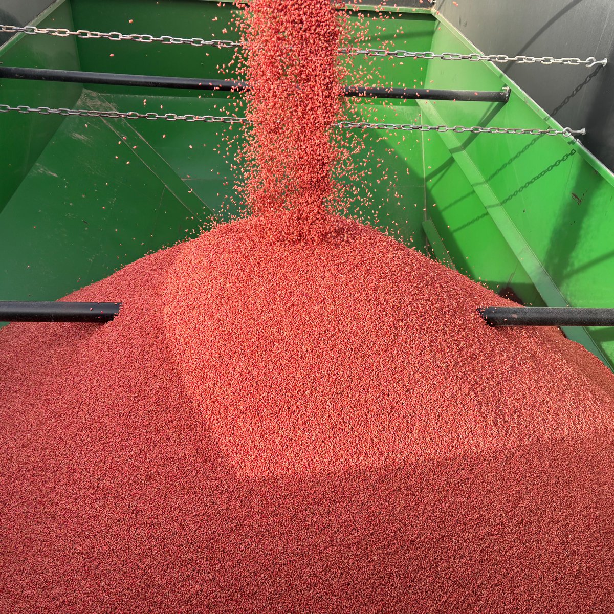 K3Seeds's tweet photo. It's that time of year again! 🌾Remember to book your seed early and avoid any possible delays or shortages! Don't forget to add seed treatment to help protect against pests, diseases, and environmental stressors. #springseeding #cdnag https://t.co/JlDEkkbCIV