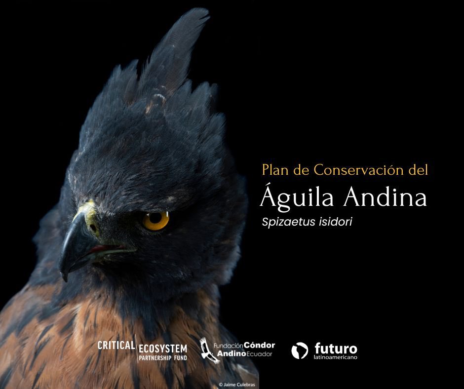 Fundación Cóndor Andino Ecuador (@condorfundacion) on Twitter photo 🦅 ¡El águila andina, guardiana de los Andes, está en peligro!
En el Corredor Sangay–Podocarpus identificamos territorios clave para su conservación.
Gracias al apoyo de @cepf_official y <a href="/FuturoLatinoame/">Fundación Futuro Latinoamericano</a> creamos su Plan de Conservación.
🔜 ¡Pronto + noticias!
#ÁguilaAndina 🦅 ¡El águila andina, guardiana de los Andes, está en peligro!
En el Corredor Sangay–Podocarpus identificamos territorios clave para su conservación.
Gracias al apoyo de @cepf_official y <a href="/FuturoLatinoame/">Fundación Futuro Latinoamericano</a> creamos su Plan de Conservación.
🔜 ¡Pronto + noticias!
#ÁguilaAndina