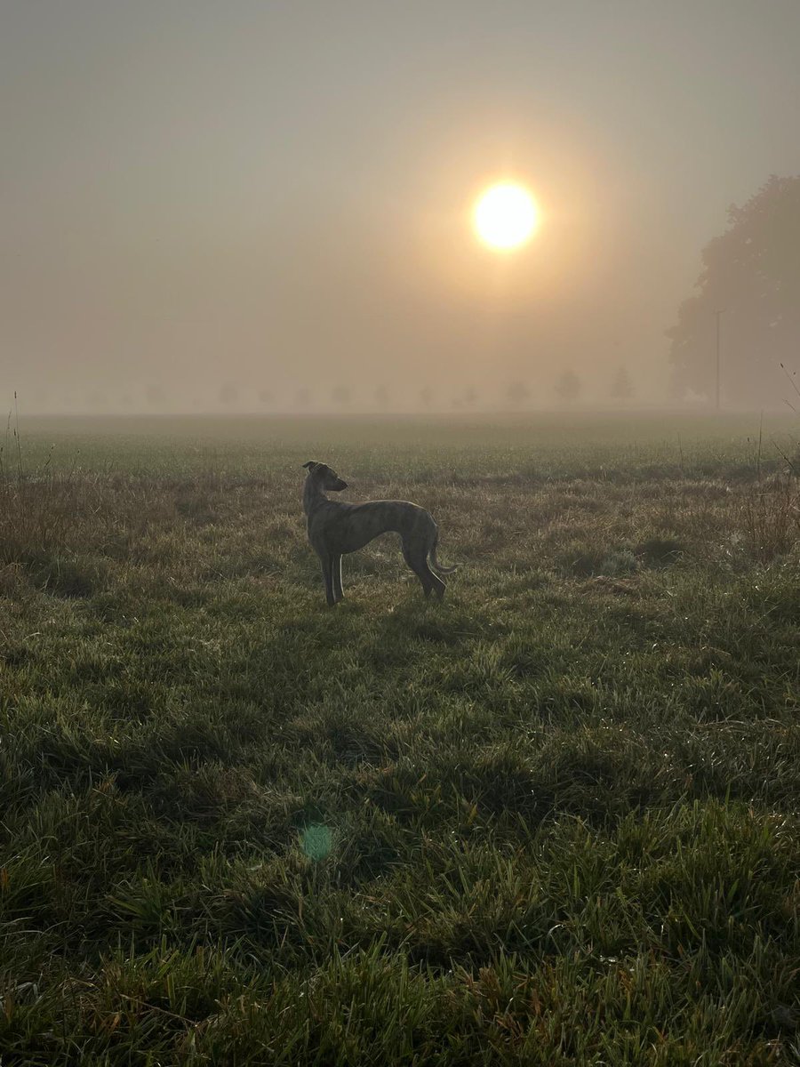 torsturgis's tweet photo. @dredvers @Tweenhills @dredvers spring morning with Bella’s daughter https://t.co/emuiZIcs98