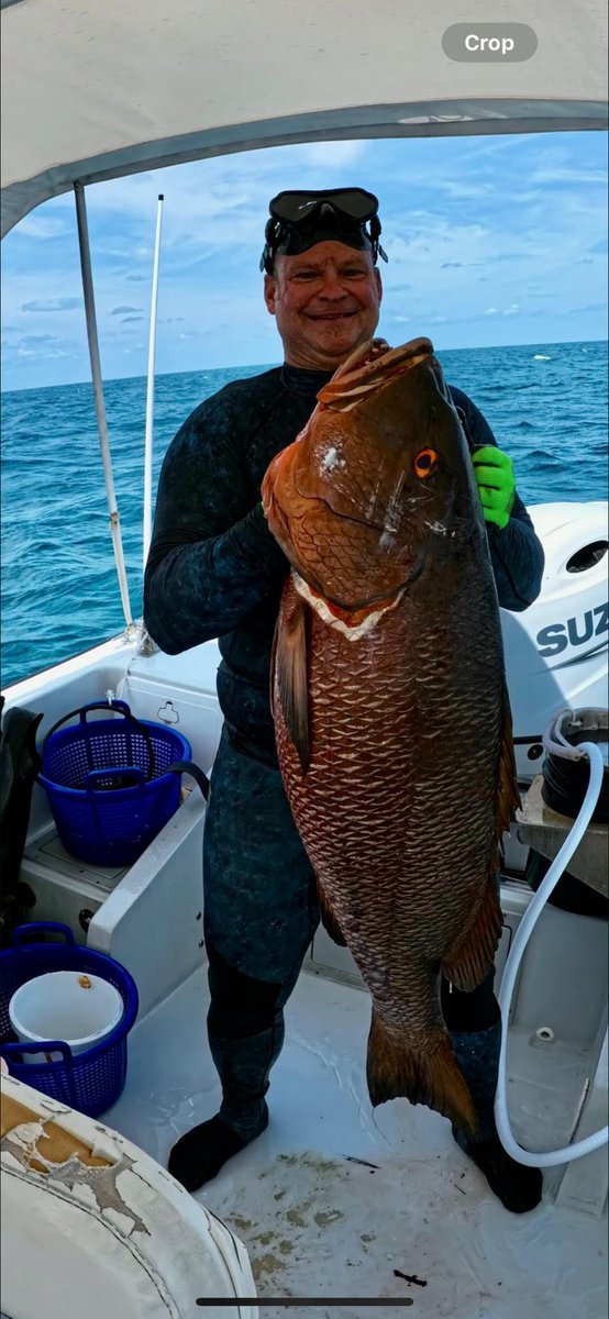 BahamasSportFishing tweet media