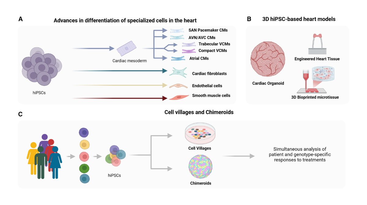 StemCellReports (@stemcellreports) on Twitter photo Online now! Review discussing the basics of noncoding variant-mediated pathogenesis, the methodologies utilized, and how #iPSC -based heart models can be leveraged to dissect the mechanisms of #noncodingvariants ow.ly/wqcH50VlLGC
<a href="/UBCcps/">UBC Cellular & Physiological Sciences</a> <a href="/BCCHresearch/">BC Children's Hospital Research Institute</a> <a href="/SBME_UBC/">UBC School of Biomedical Engineering</a> <a href="/ISSCR/">ISSCR</a> Online now! Review discussing the basics of noncoding variant-mediated pathogenesis, the methodologies utilized, and how #iPSC -based heart models can be leveraged to dissect the mechanisms of #noncodingvariants ow.ly/wqcH50VlLGC
<a href="/UBCcps/">UBC Cellular & Physiological Sciences</a> <a href="/BCCHresearch/">BC Children's Hospital Research Institute</a> <a href="/SBME_UBC/">UBC School of Biomedical Engineering</a> <a href="/ISSCR/">ISSCR</a>