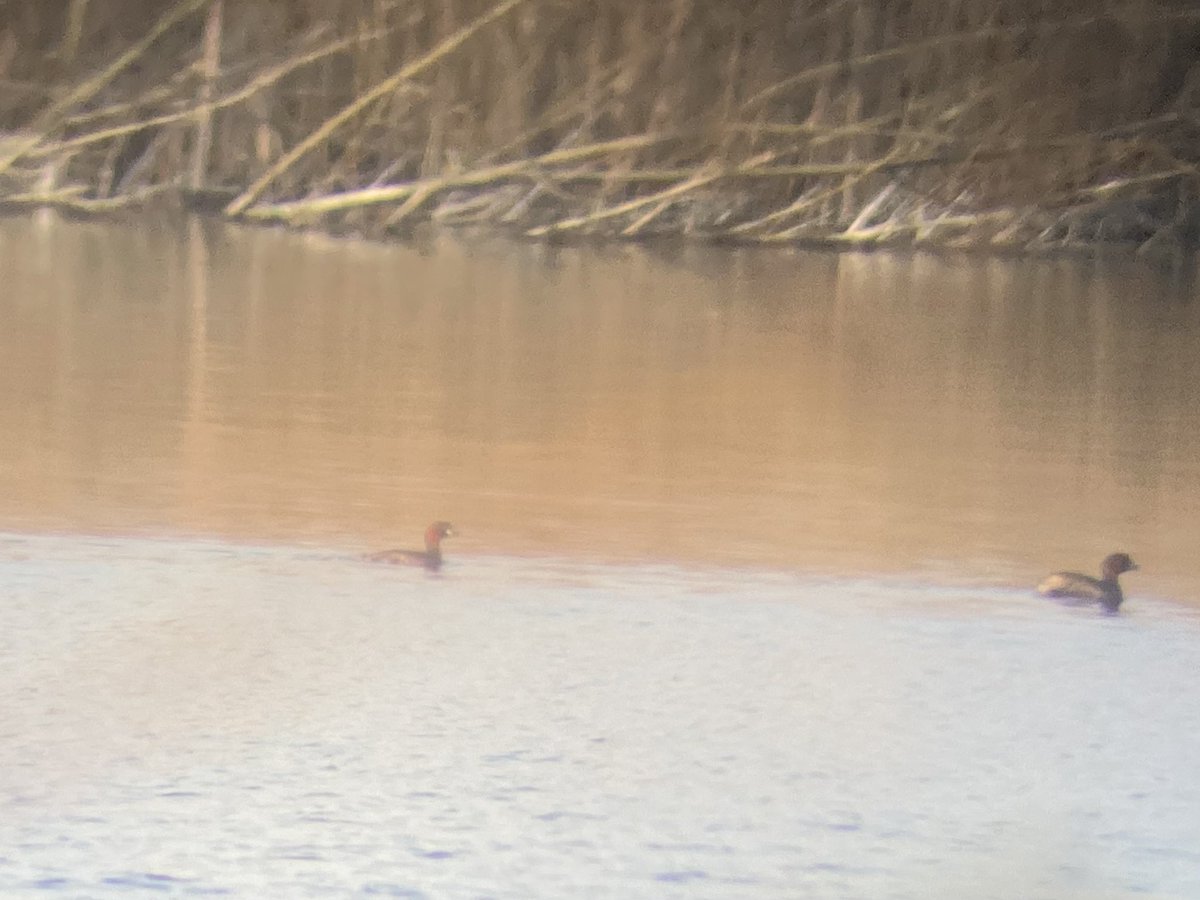 Patch visit,afternoon <a href="/NorfolkWT/">Norfolk Wildlife Trust</a> Thorpe marshes:
Cettis x4 
Green WP x2
Gt Spotted WP x2 (male excavating hole)
C. Buzzed x2 
S.Dove x4
Broad:-
Teal x6 (3pr)
Gadwall x2 (pr)
Tufted x10
L.Grebe x4
Bearded tit x1 (heard)
Water rail x3 (heard)
L.Egret x1
G. heron x3 
#NorwichBirds