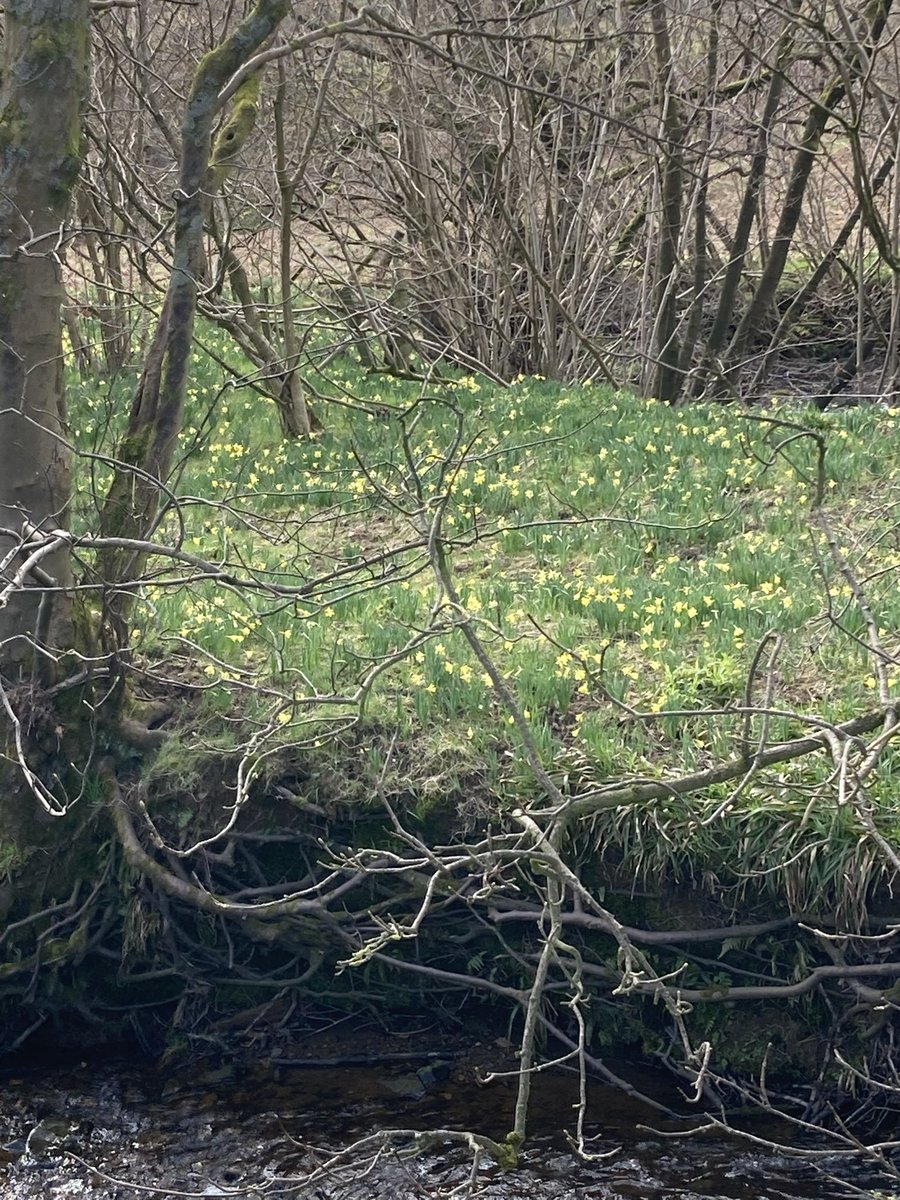 John_Salt's tweet photo. Trip to #Farndale to see the #daffodils🌼 but a bit early and not yet fully bloomed. A lovely #springtime walk all the same. #coolfreshair #sunshine https://t.co/bGxEJcTgve